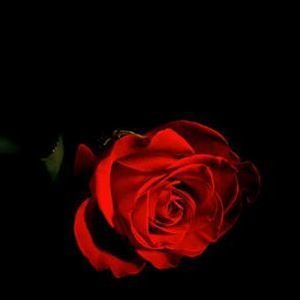 Meet your Posher, Ella